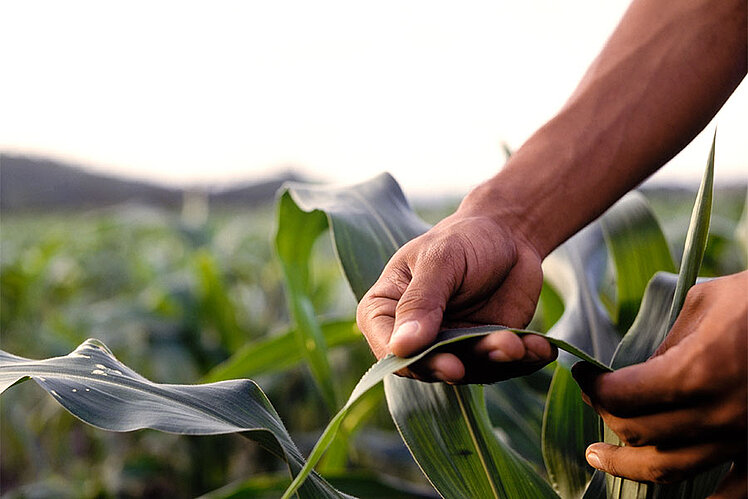 [Translate to French:] Landmaschinen Cropcare