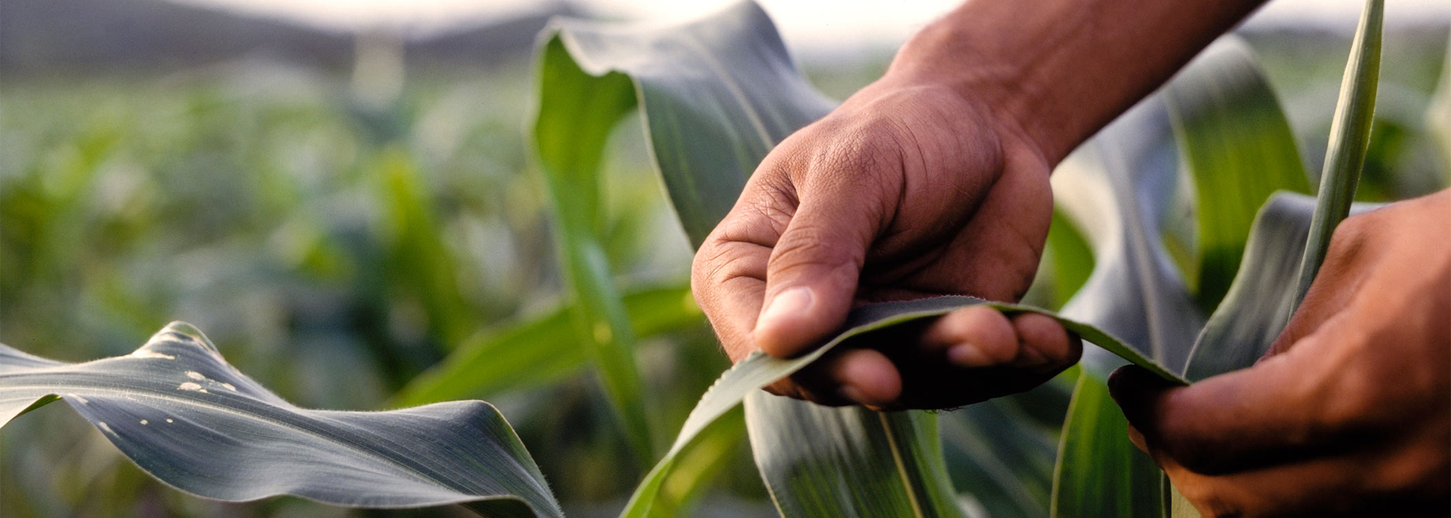 LEMKEN Cropcare